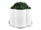 Scalloped Planter w/ Tray