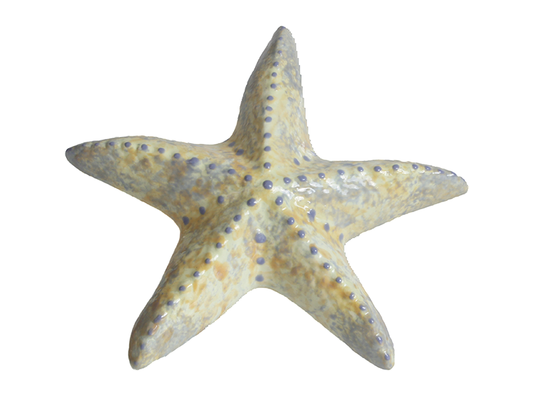 Spiny Starfish
